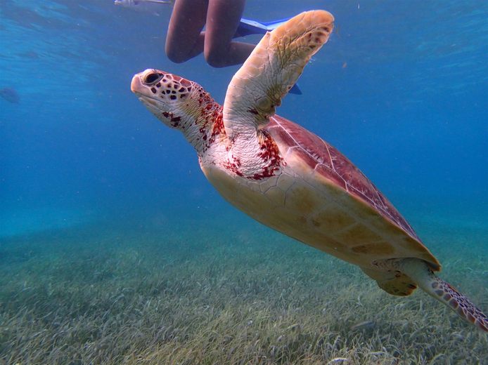 snorkeling-in-belize